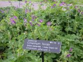 geranium